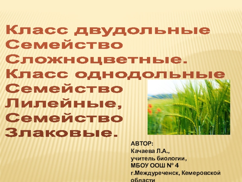 Презентация по биологии 6 класс семейство злаковые
