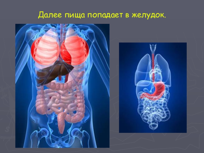 Попадание пищи. Как еда попадает в желудок. Попадание еды в желудок. Пища попадая в желудок.