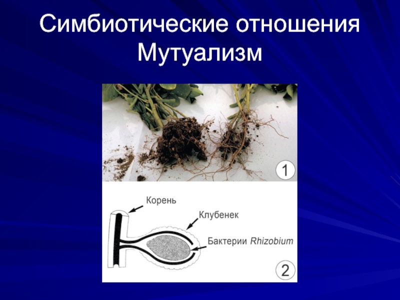 Симбиотические отношения это. Симбиотические отношения. Симбиотическая связь. Примеры мутуализма в биологии. Наличие симбиотических связей в семье.