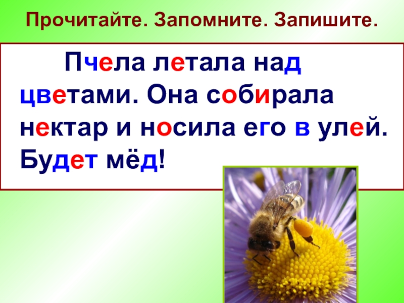 Слоги в слове пчела. Предложение про пчелу. Пчела летает над цветами и жужжит и собирает нектар. Предложение со словом пчела. Пчела +и + корень.