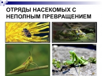 Презентация к уроку Отряды насекомых