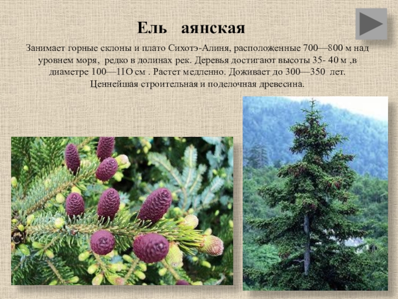 Ель это голосеменное растение. Аянская ель дальнего Востока. Ель Аянская (Picea jezoensis). Пихта Аянская. Ель Аянская шишки.