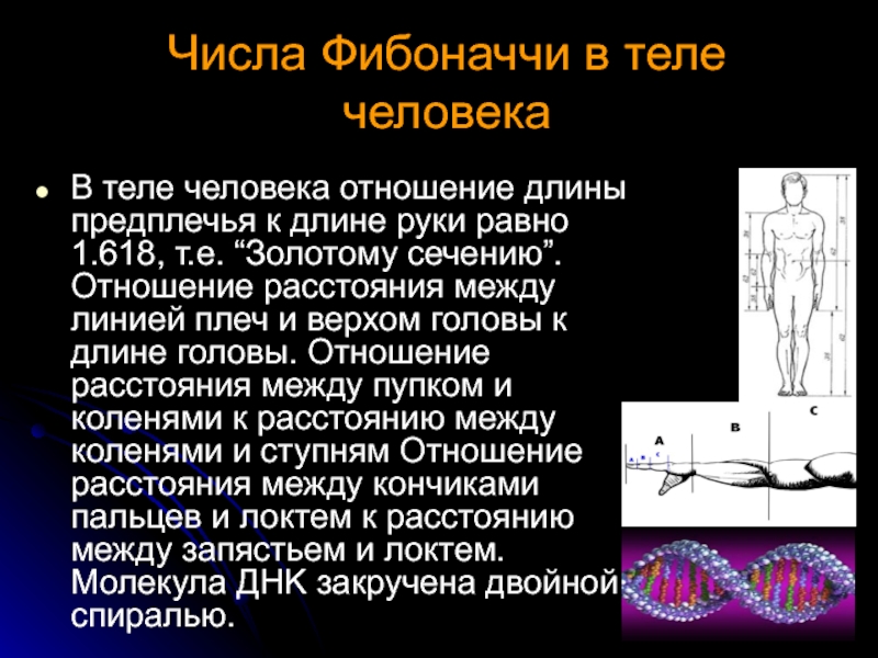 Золотое сечение в теле человека проект по математике