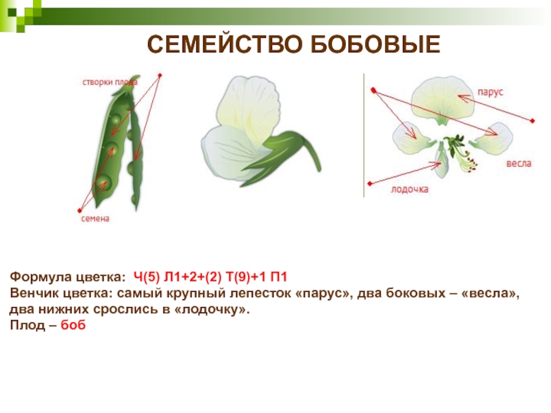 СЕМЕЙСТВО БОБОВЫЕФормула цветка: Ч(5) Л1+2+(2) Т(9)+1 П1Венчик цветка: самый крупный лепесток «парус», два боковых – «весла»,два нижних