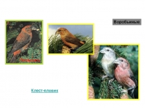 Животные и птицы с голосом