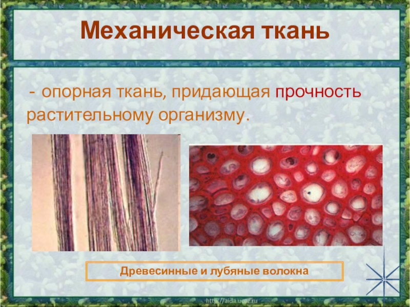 Механическая ткань растений 6 класс. Механическая ткань. Механическая ткань растений. Клетки механической ткани. Волокна механической ткани.