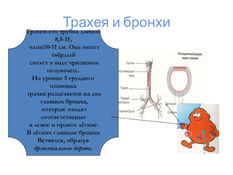 Трахея имеет форму. Трахея имеет форму трубки длиной 9 см.