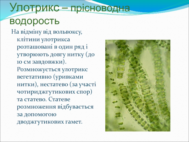 Улотрикс – прісноводна водоростьНа відміну від вольвоксу, клітини улотрикса розташовані в один ряд і утворюють довгу нитку