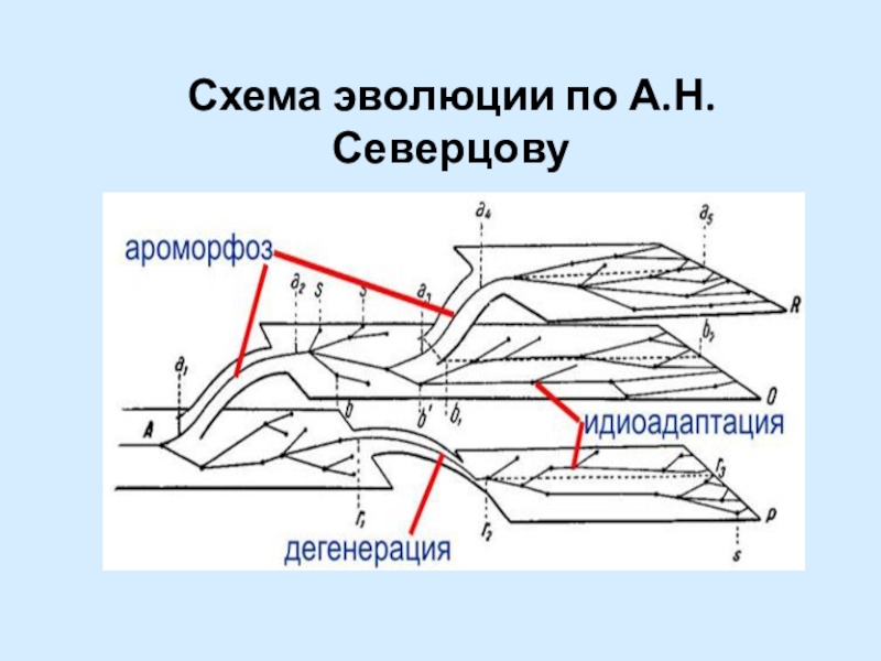 Схема северцова направление эволюции