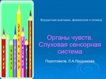 Презентация по анатомии на тему Органы чувств. Слуховая сенсорная система