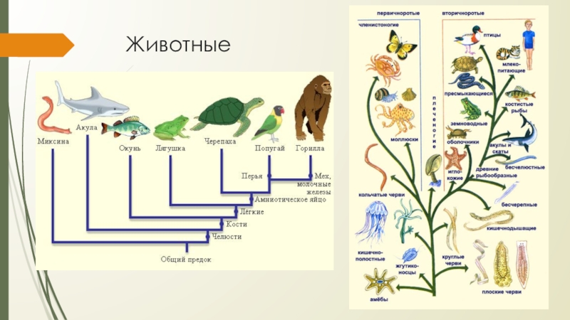 Презентация на тему развитие животного мира на земле