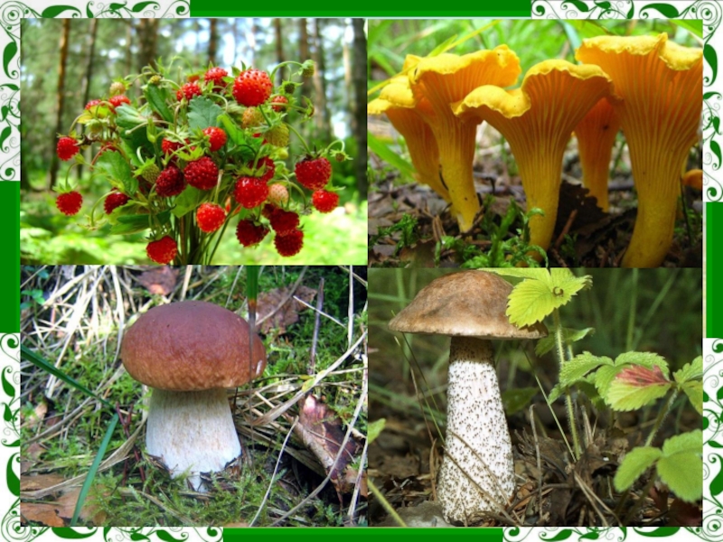 Грибы растения животные что лишнее. 4 Лишний грибы. Четвертый лишний грибы ягоды. Что лишнее ягоды грибы. Игра четвертый лишний грибы.