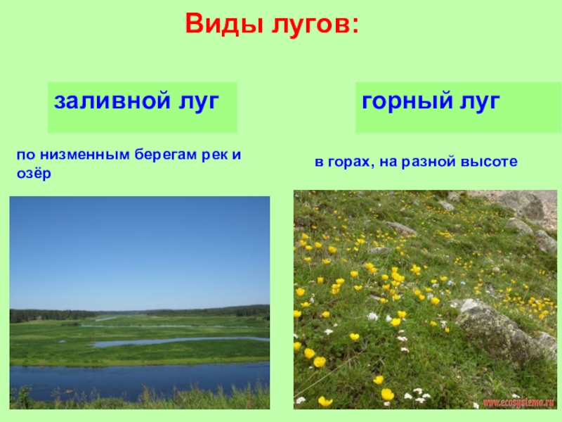 План изучения природного сообщества 4. Виды лугов. Луг окружающий мир. Луга Тип растительности. Презентация на тему сообщество луг.