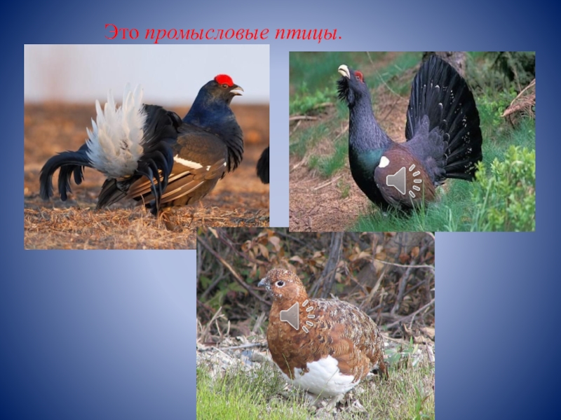 Промысловые птицы россии фото с названиями