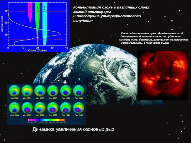                                                      Концентрация озона в различных слоях земной атмосферы  и поглощение ультрафиолетового излучения Ультрафиолетовые лучи обладают