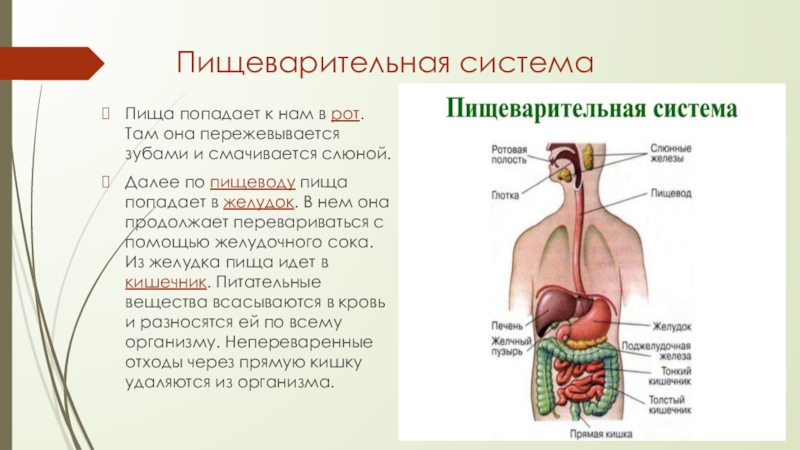 Пищеварительная система человека презентация анатомия человека