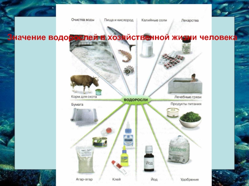 Создайте обобщенную схему значение и использование водорослей 5 класс