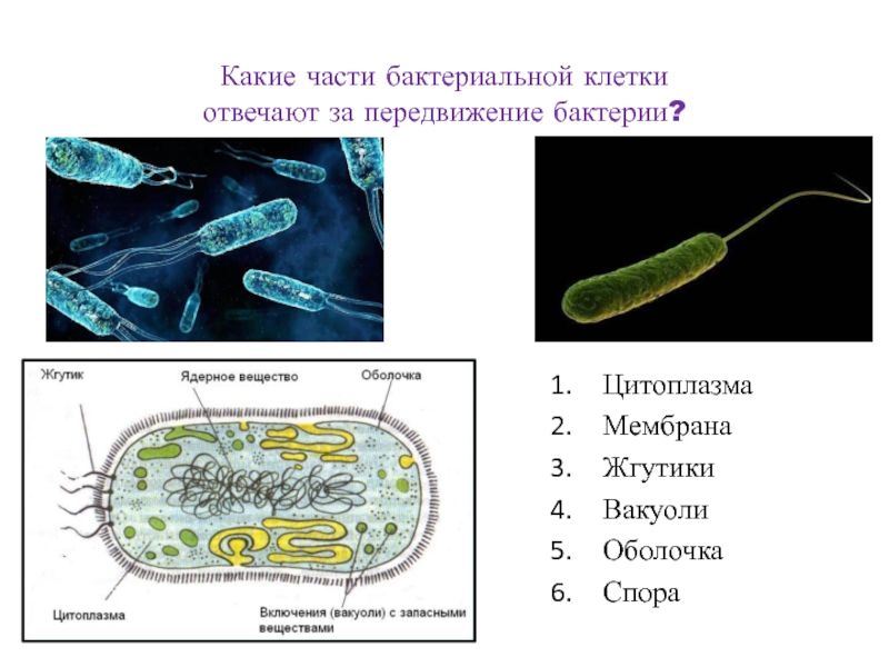 Фото бактериальной клетки