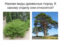 Презентация к дифференцированному зачету по предмету Технология выращивания древесно - кустарниковых культур