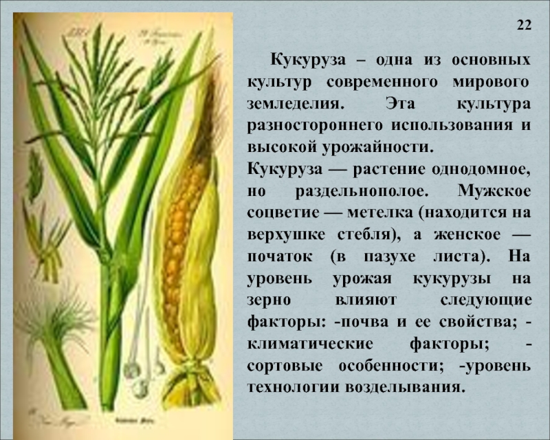 Кукуруза – одна из основных культур современного мирового земледелия. Эта культура разностороннего использования и высокой урожайности.Кукуруза —