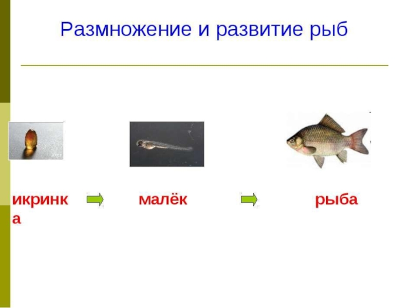 Размножение животных 3. Размножение и развитие рыб. Модель развития рыбы. Модель развития рыбы окружающий. Схема размножения и развития рыб.