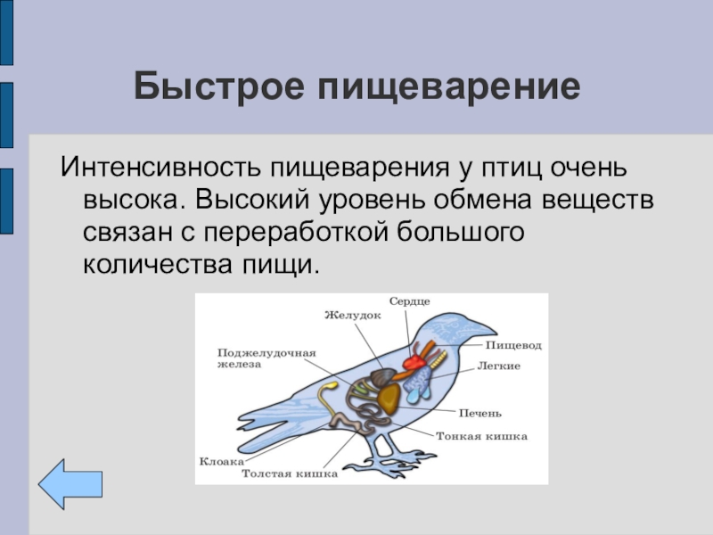 Особенности размножения птиц связанные с полетом