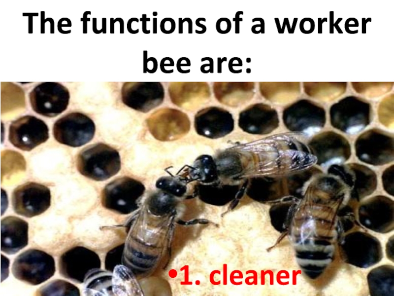 The functions of a worker bee are:1. cleaner