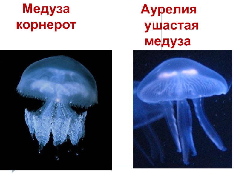 Ядовитые кишечнополостные презентация