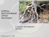 Корень - вегетативный орган рстения