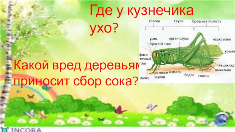 орган слуха у саранчи. орган слуха у кузнечика. строение ноги кузнечика. где у кузнечика ухо ответ. где у кузнечика ухо ответ.