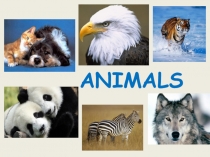 Презентация к уроку по теме Животные