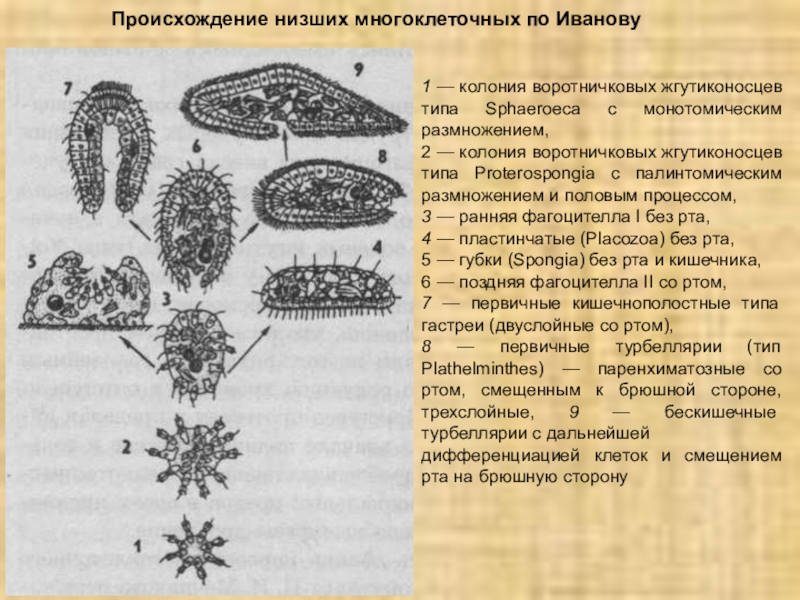 Древние простейшие. Теории происхождения многоклеточности. Возникновение многоклеточных. Теории возникновения многоклеточных организмов. Гипотезы происхождения многоклеточных.