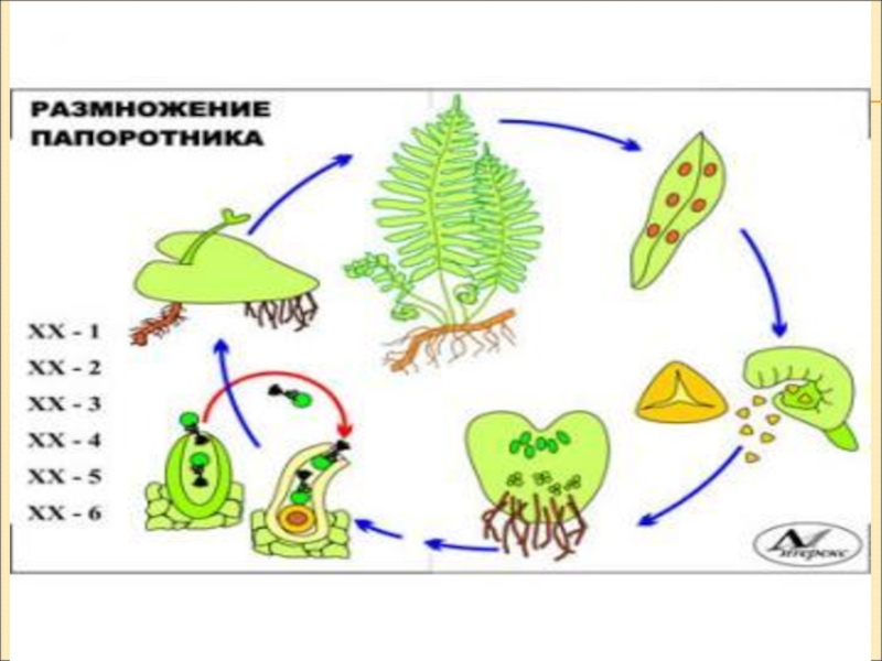 Папоротники схема размножения