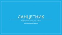 Презентация по биологии на тему Ланцетник (7 класс)