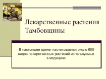 :Лекарственные растения Тамбовщины