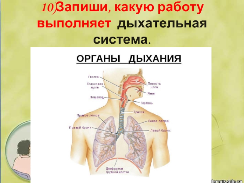 10)Запиши, какую работу выполняет дыхательная система.