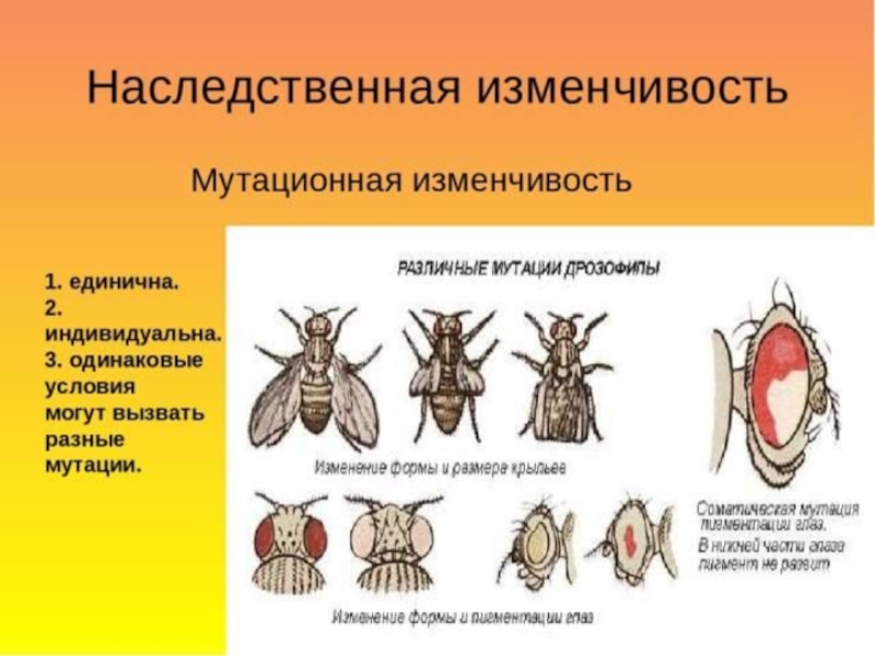 Изменчивость 11 класс. Изменчивость наследственная мутационная и. Комбинативная изменчивость. Примеры наследственной мутационной изменчивости. Мутационная изменчивость примеры.