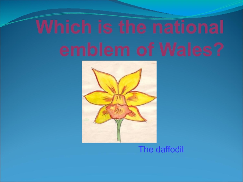 Which is the national emblem of Wales? The daffodil