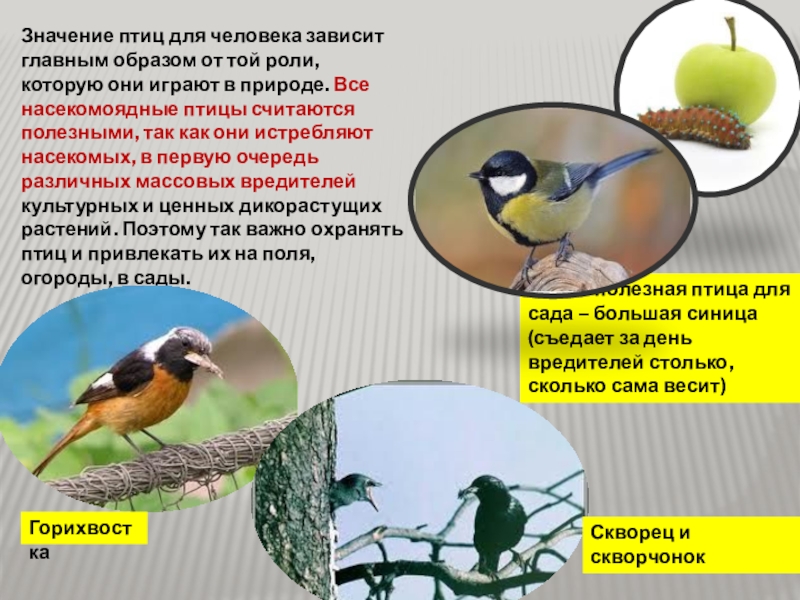 Значение птиц биология 8 класс. Значение птиц для человека. Значение птиц для человк. Насекомоядные птицы. Роль птиц в жизни человека.