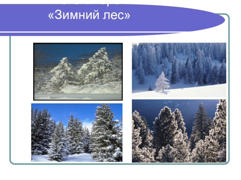 Фотогалерея:        «Зимний лес»