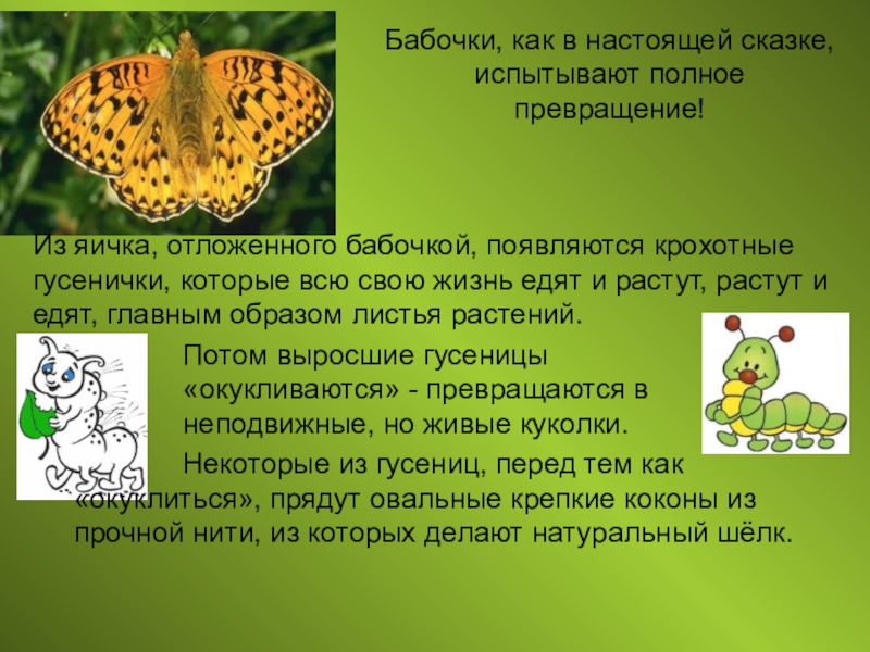 предметы флоры и фауны. бабочка hd. полет бабочки. загадки на тему бабочка. на руку бабочка.