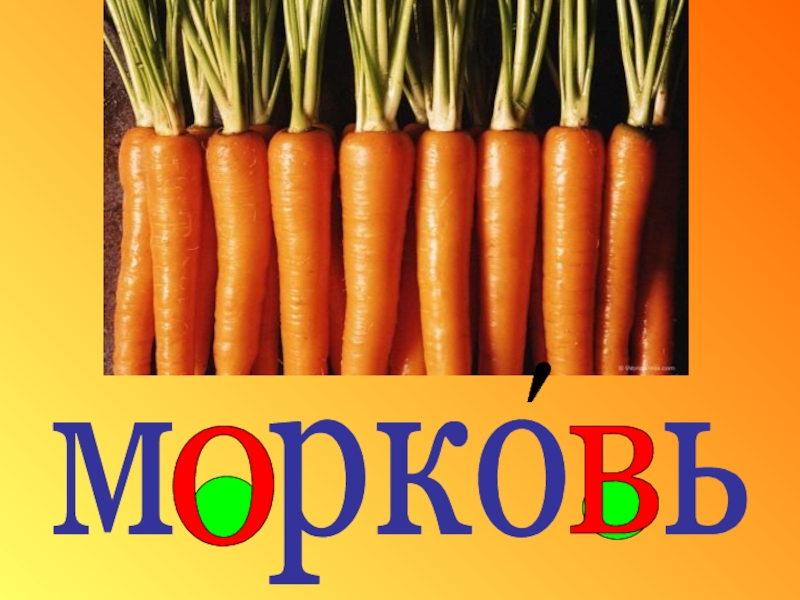 Падеж слова морковь. Слово морковь. Словарное слово морковь в картинках. Писать о моркови. Что написать про морковь.