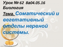 Презентация по биологии 8 класс на тему Соматический и вегетативный отделы нервной системы