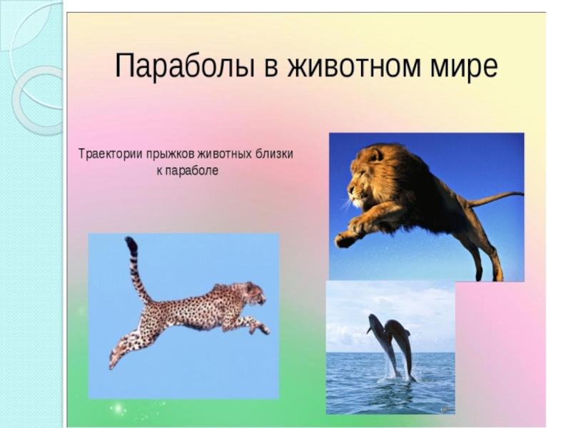 Функции в жизни каждого. Парабола в животном мире. Квадратичная функция в жизни человека. Квадратная функция в жизни человека. Функции в жизни человека картинки.