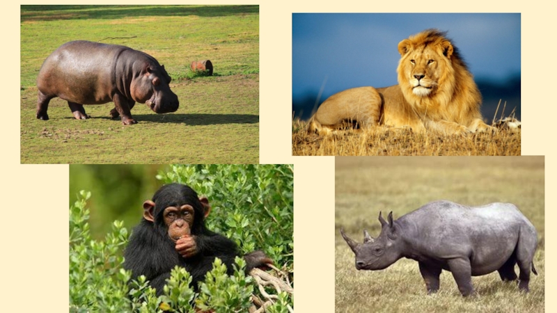 Носорог, т.к. олько у этого животного имеется два рога.