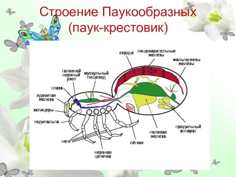 Строение Паукообразных (паук-крестовик)