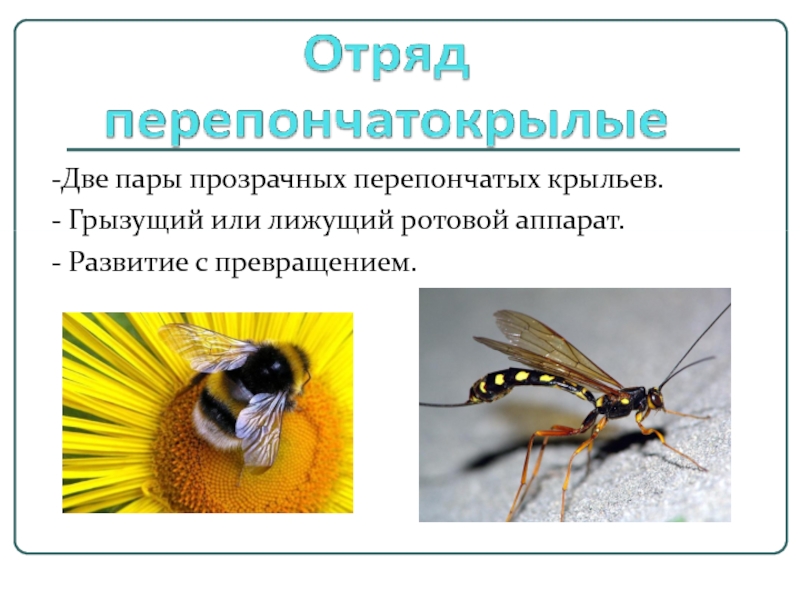 Виды перепончатых. Ротовой аппарат перепончатокрылых насекомых. Перепончатокрылые ротовой аппарат Крылья. Отряд Перепончатокрылые строение. Перепончатокрылые Тип крыльев.