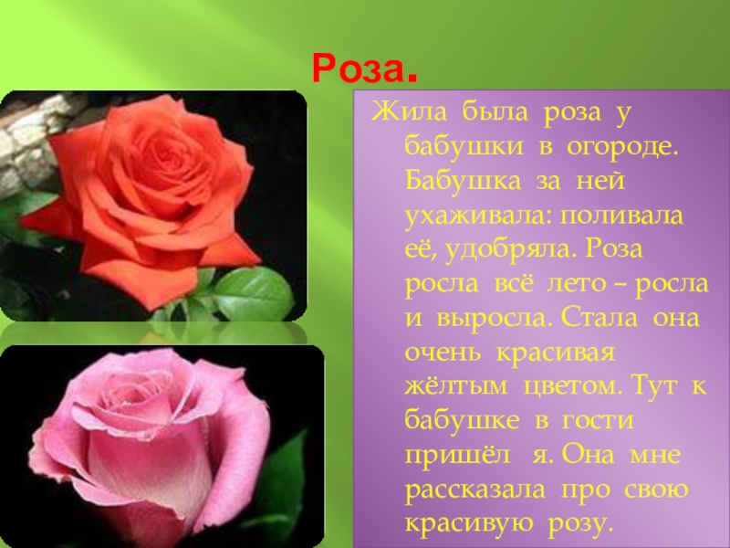 сколько лет живут розы