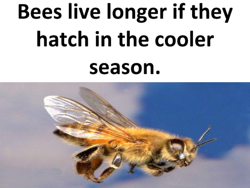 Bees live longer if they hatch in the cooler season.