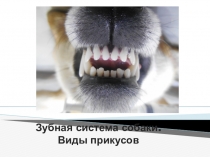 Презентация Зубная система собаки. Виды прикусов